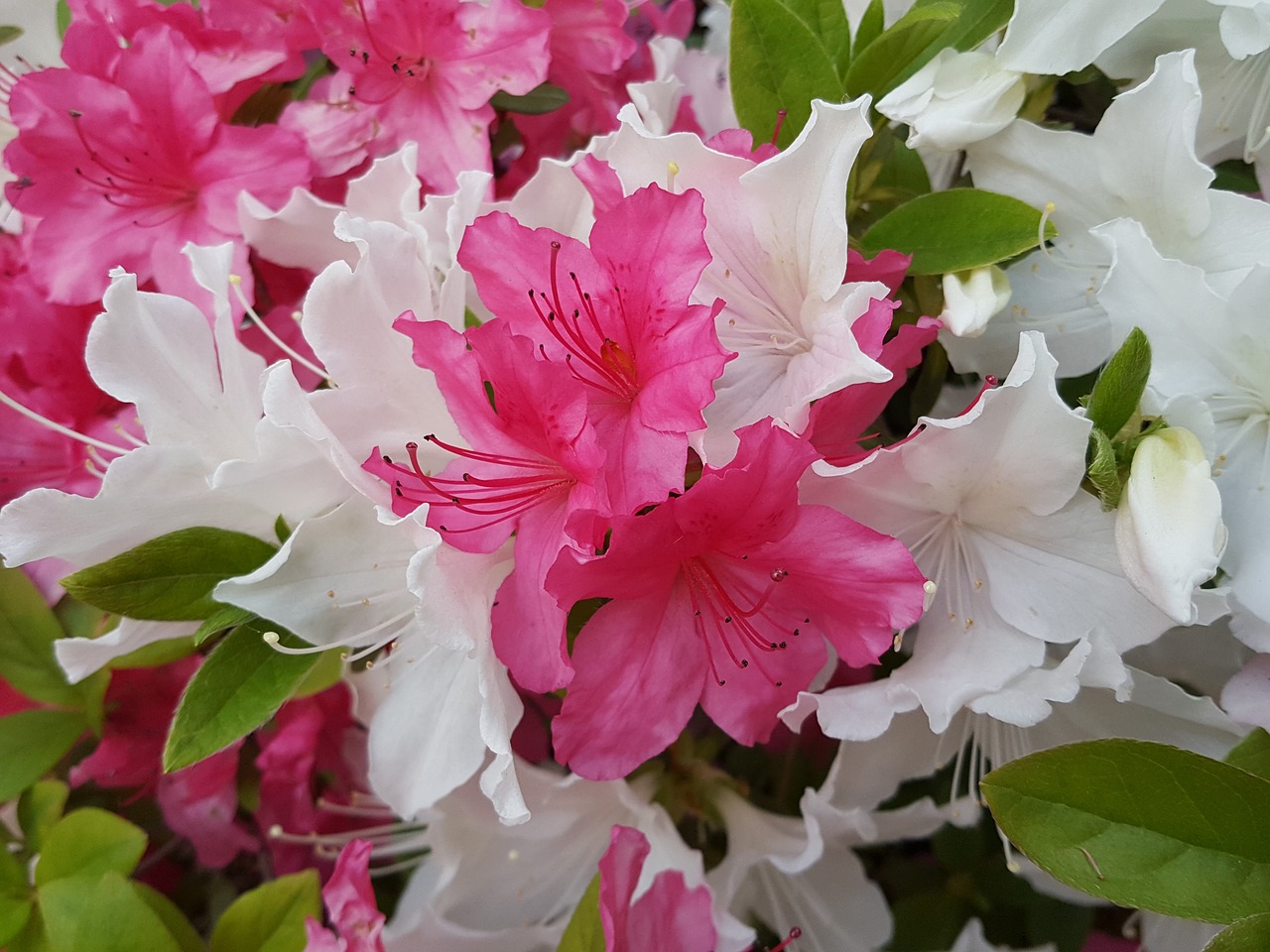 azalea back video production together free photo