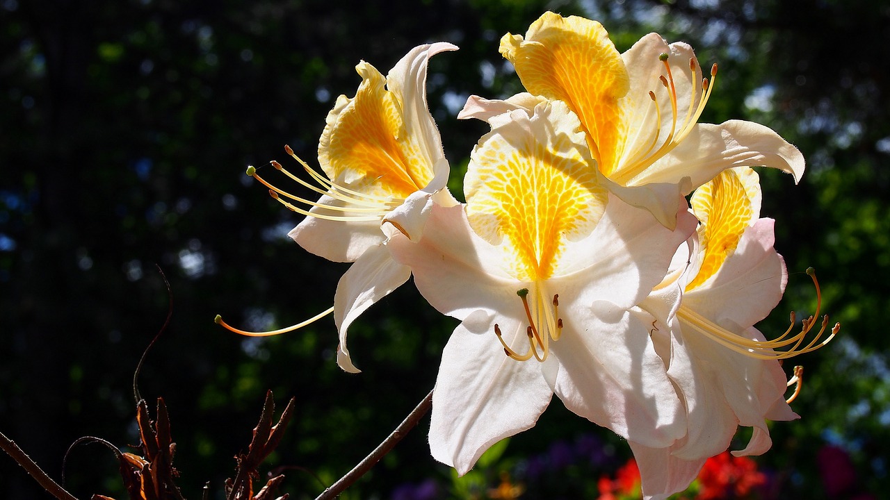 azalea blooms flower free photo