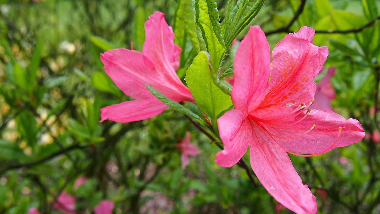 azalea flower pink free photo