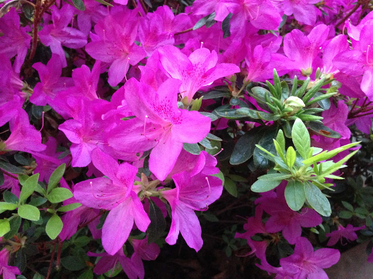 azalea flower pink free photo