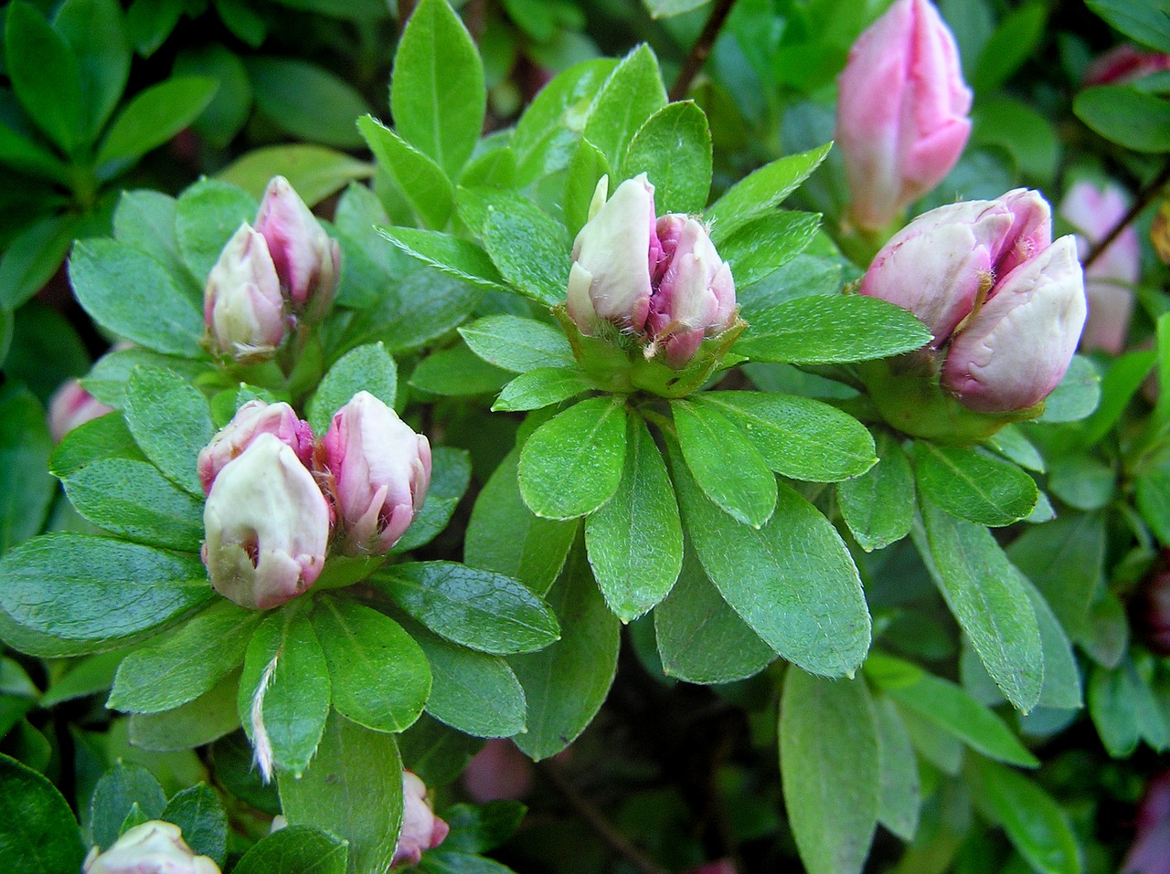 azalea buds spring free photo