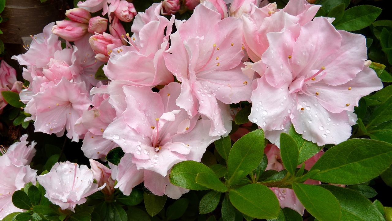 azalea flowers pink free photo