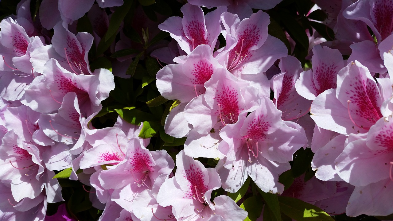 azalea pink shrub free photo