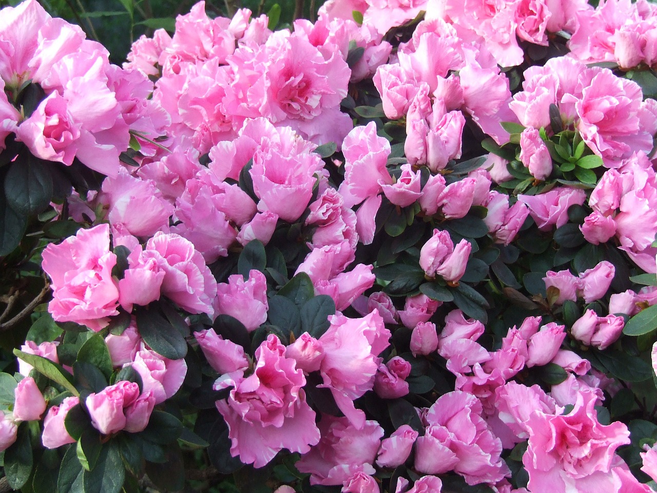 azalea flowers flower free photo