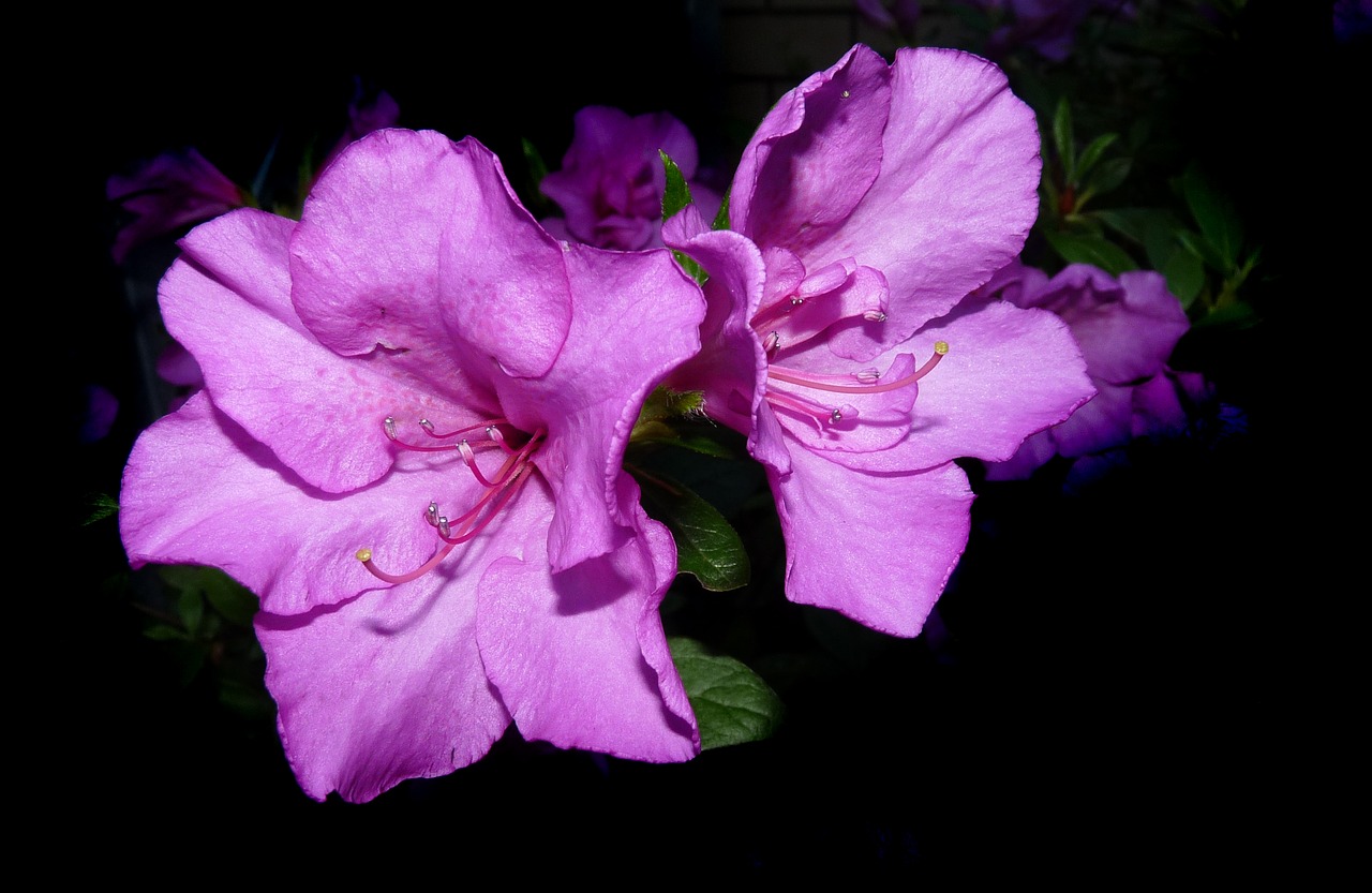 azalea mauve flower free photo