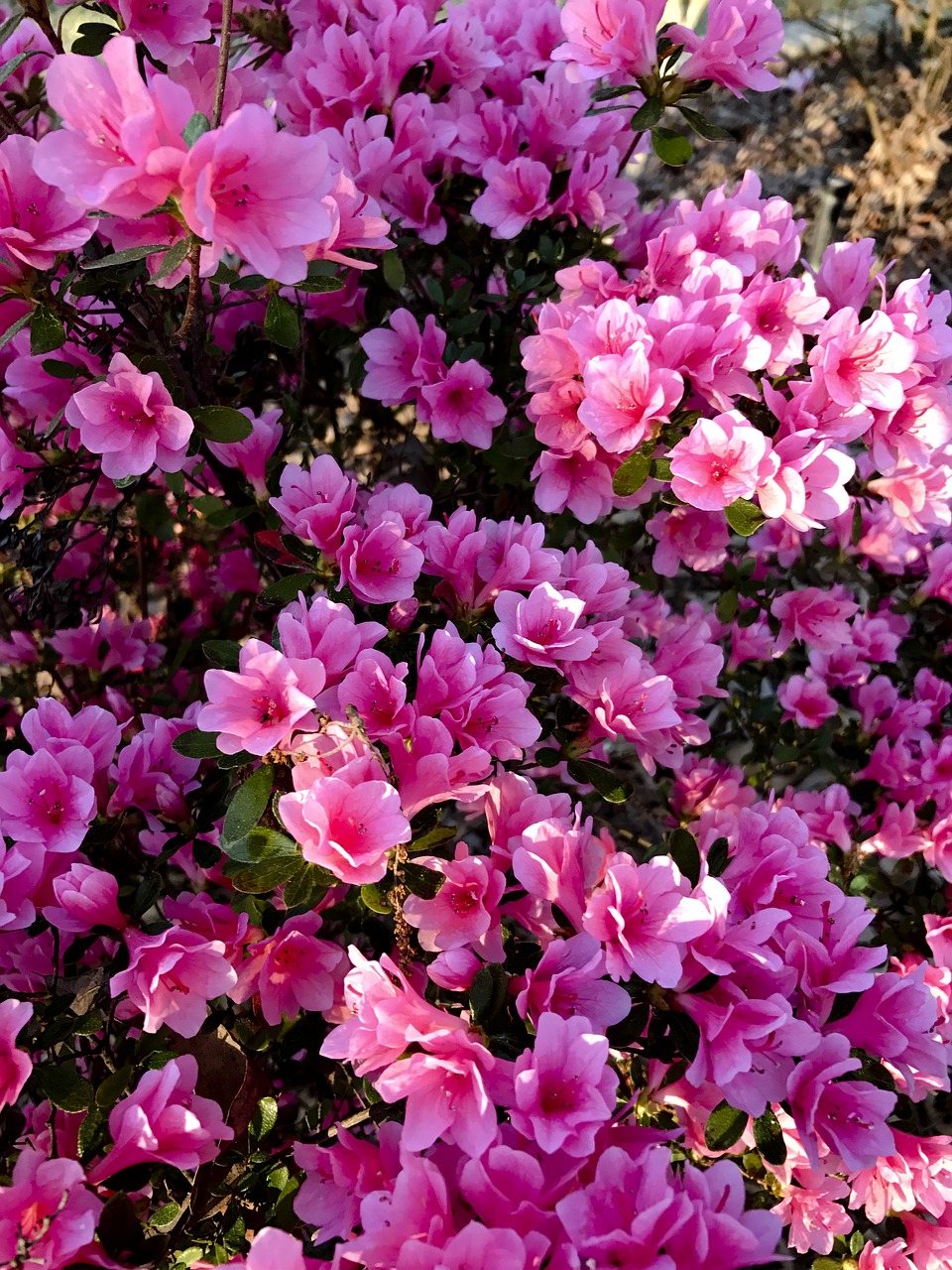 azalea blooms bush free photo