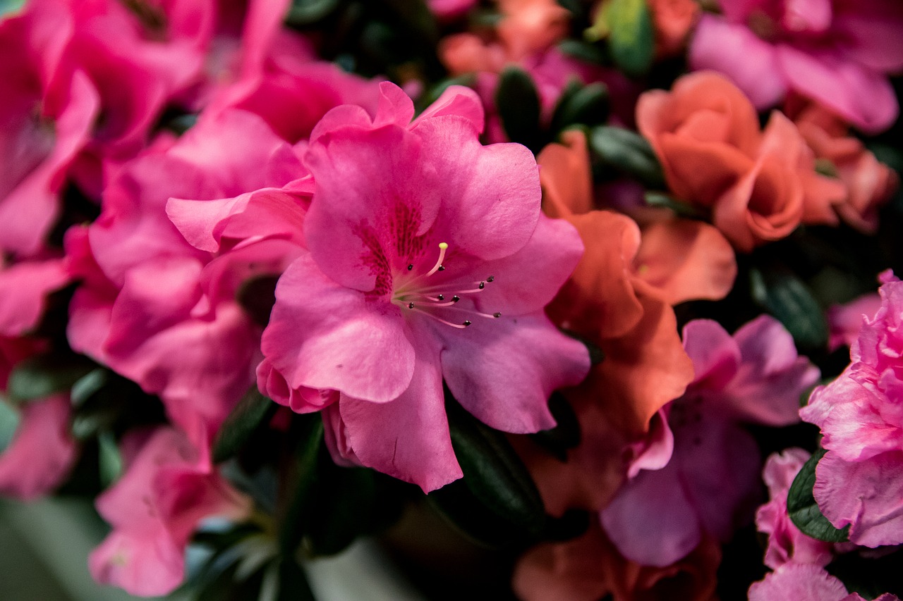 azalea blossom bloom free photo