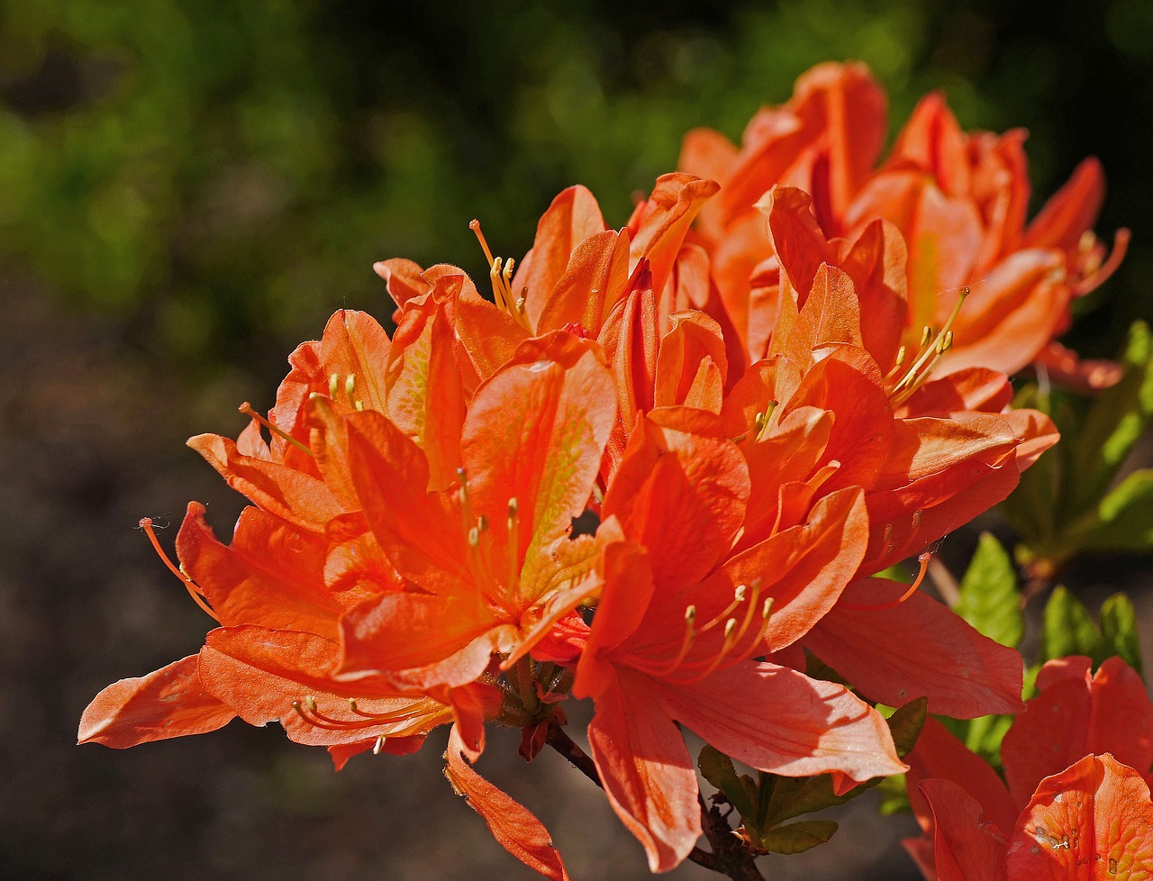 azalea flowers orange free photo