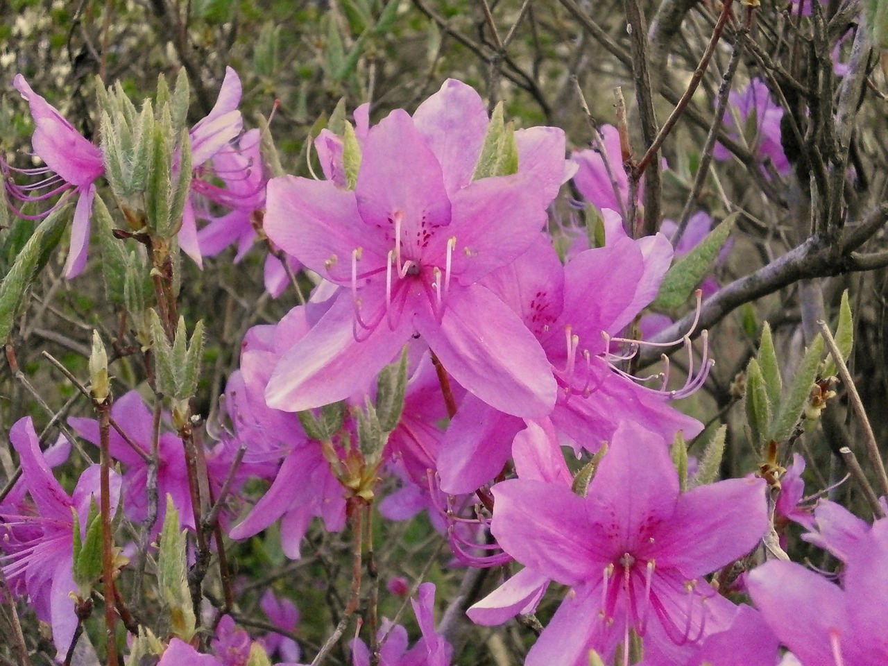 azalea ericaceae spring flowers free photo