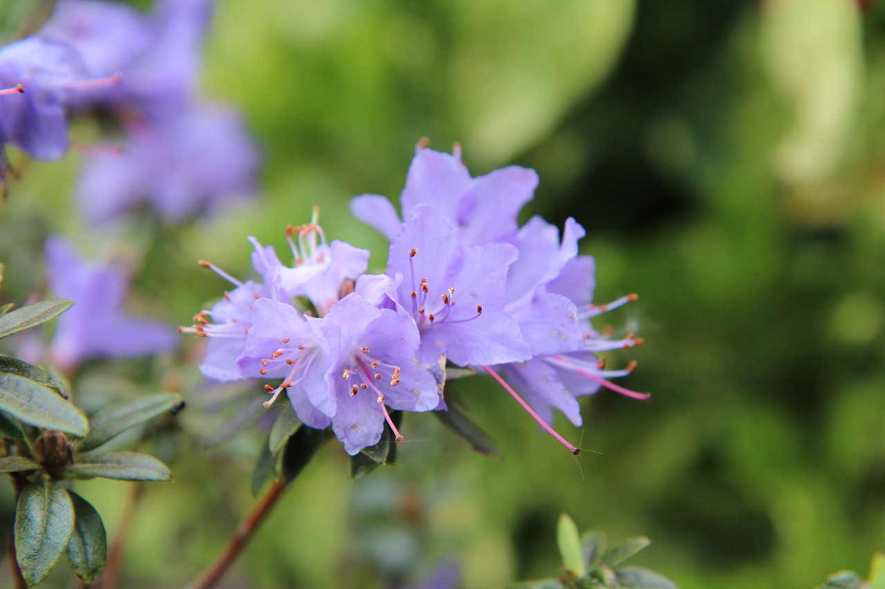 Azalea, azalea blue, azalea purple, flowers, azalea outside - free