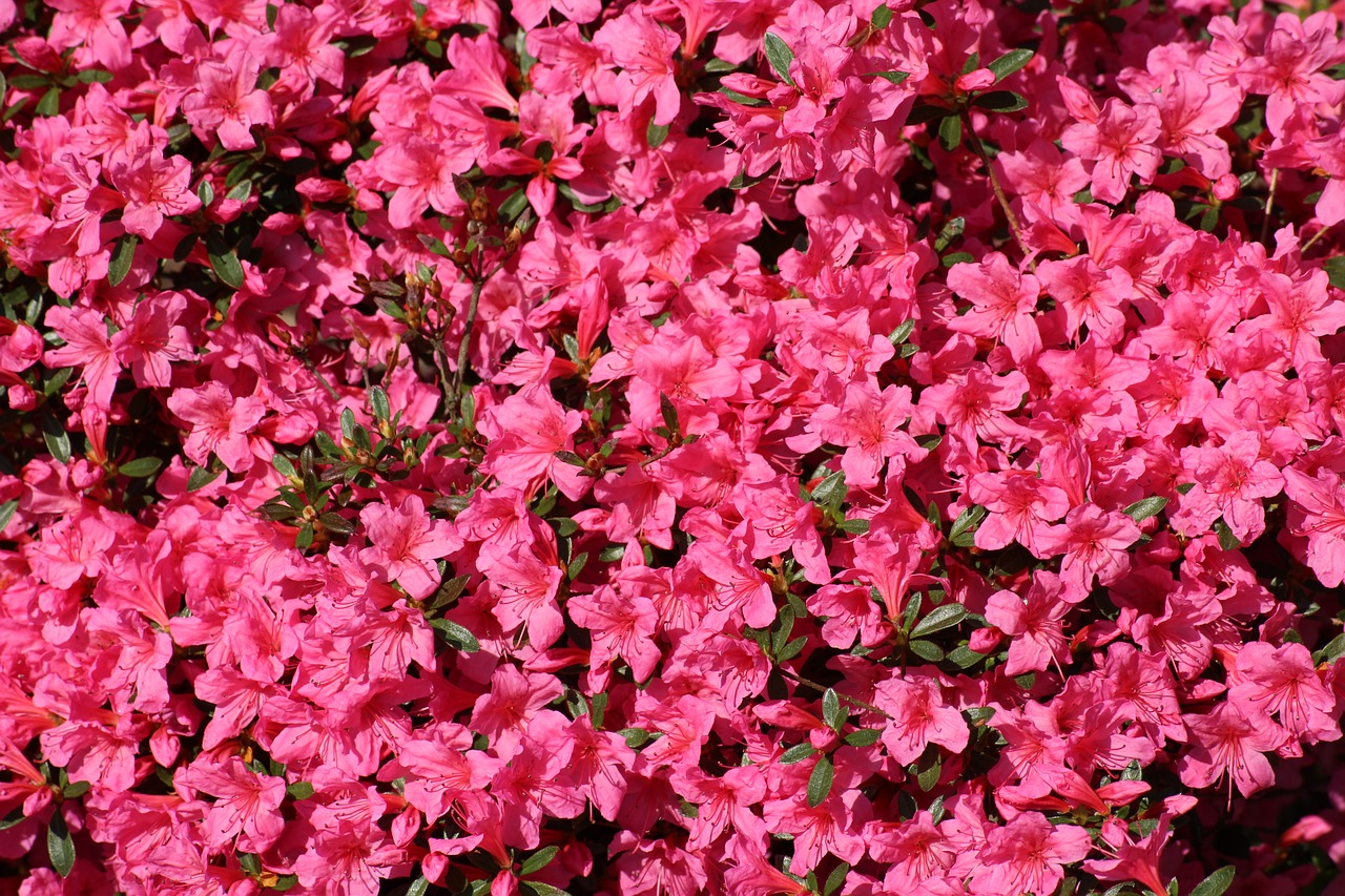 azalea  rhododendron  spring free photo