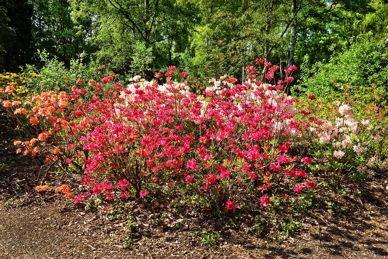 azalea  flower  shrub free photo