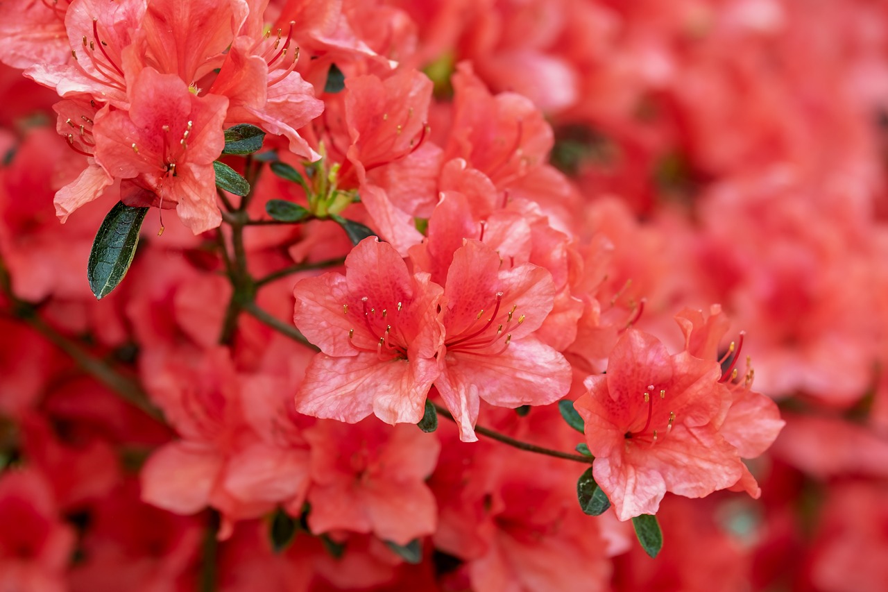 azalea  flowers  bloom free photo