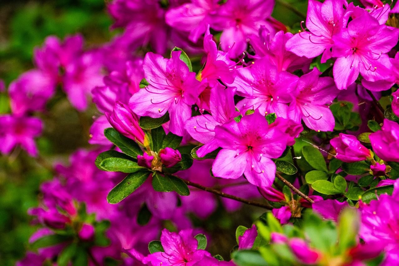 azalea  flower  spring free photo