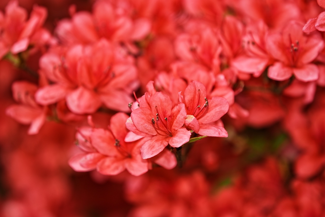 azalea  rhododendron  shrub free photo