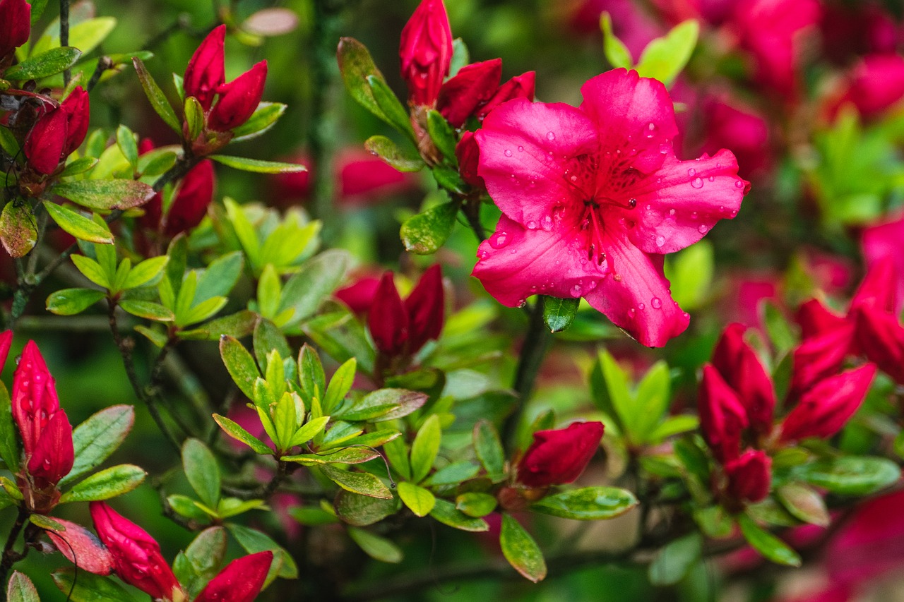 azalea  flower  spring free photo