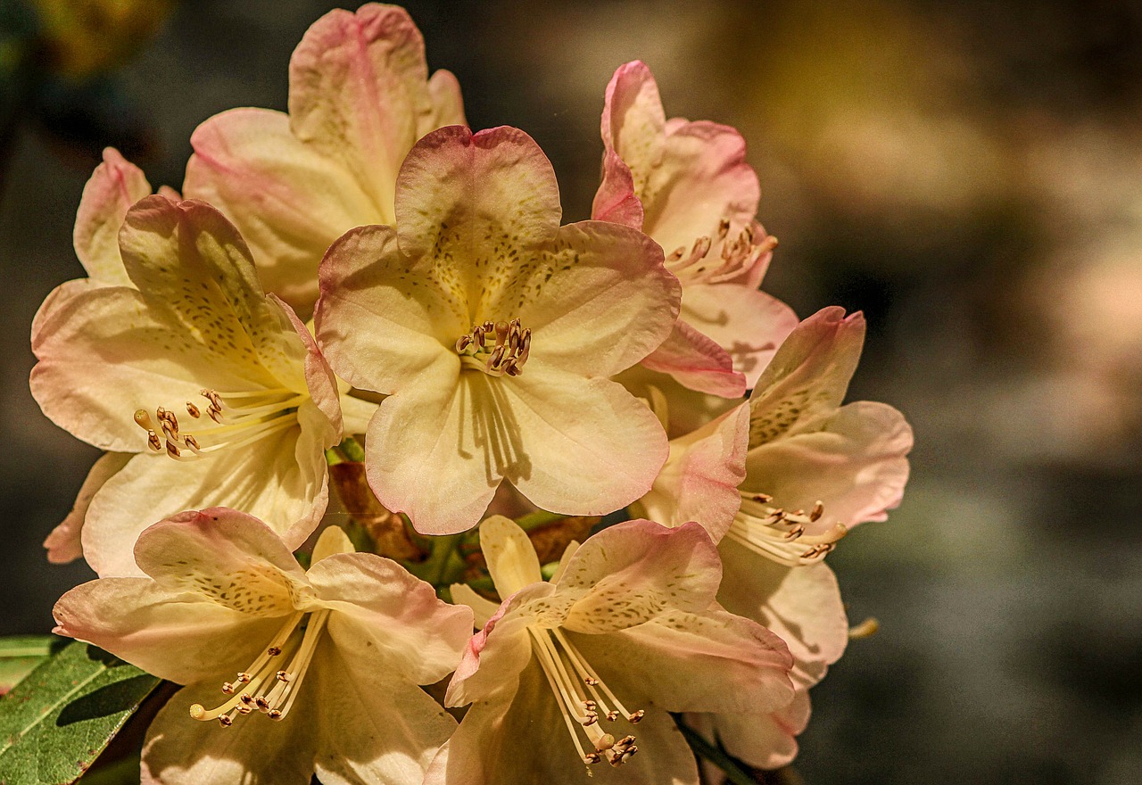 azalea genus rhododendron flowers free photo