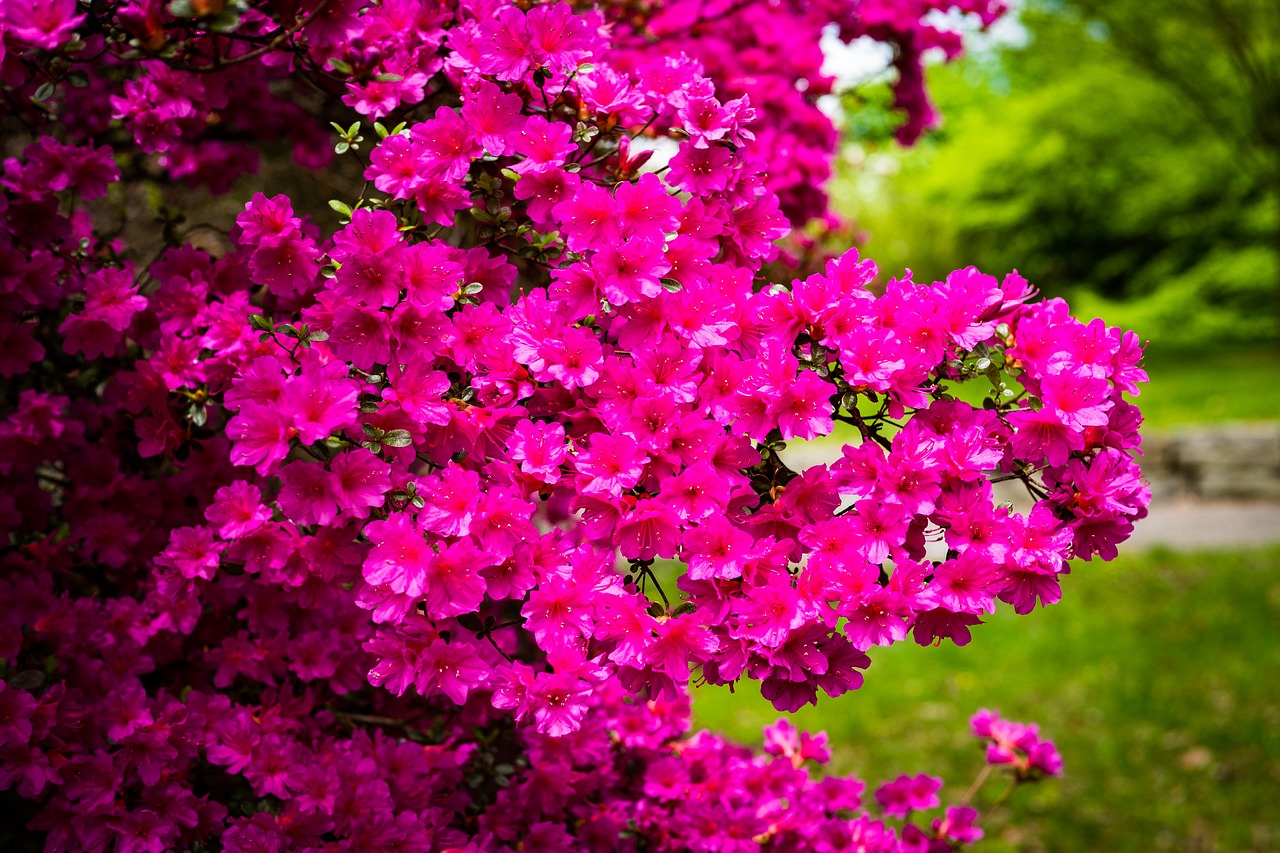 azalea  flower  blossom free photo