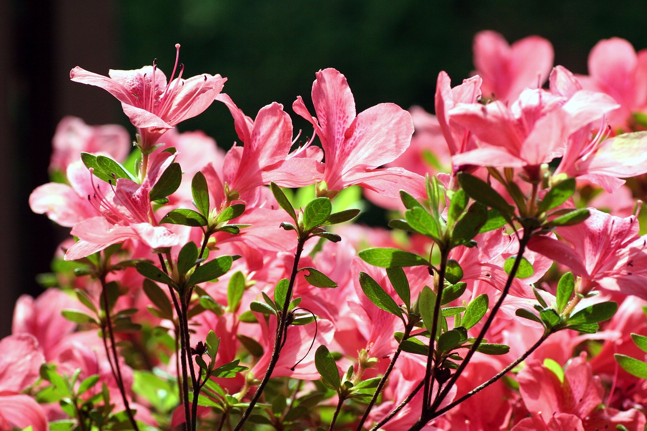 azalea  flower  garden free photo