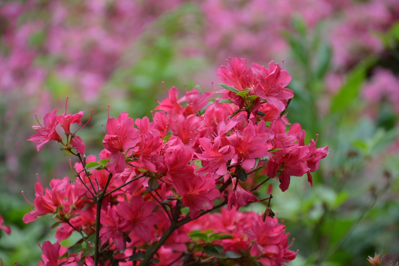 azalea  flower  azaleas free photo