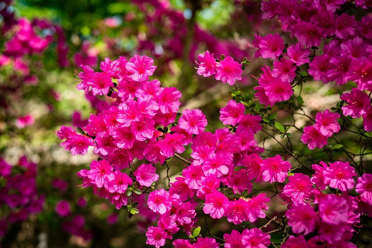 azalea  flower  garden free photo