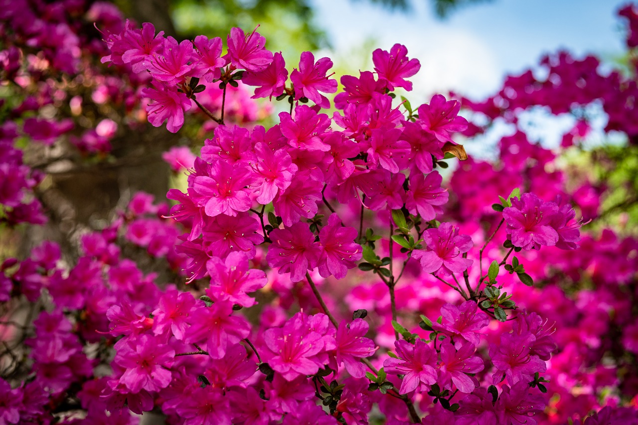 azalea  flower  garden free photo