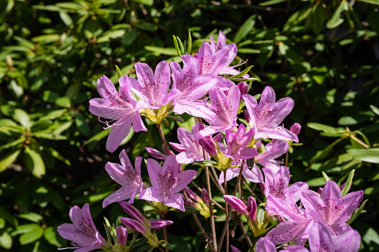 azalea  flower  spring free photo