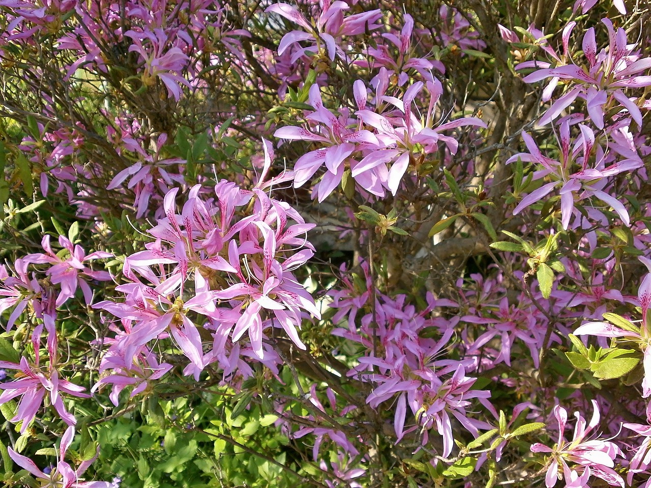 azalea ericaceae pink flower free photo