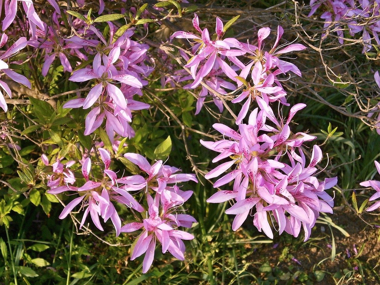 azalea ericaceae pink flower free photo