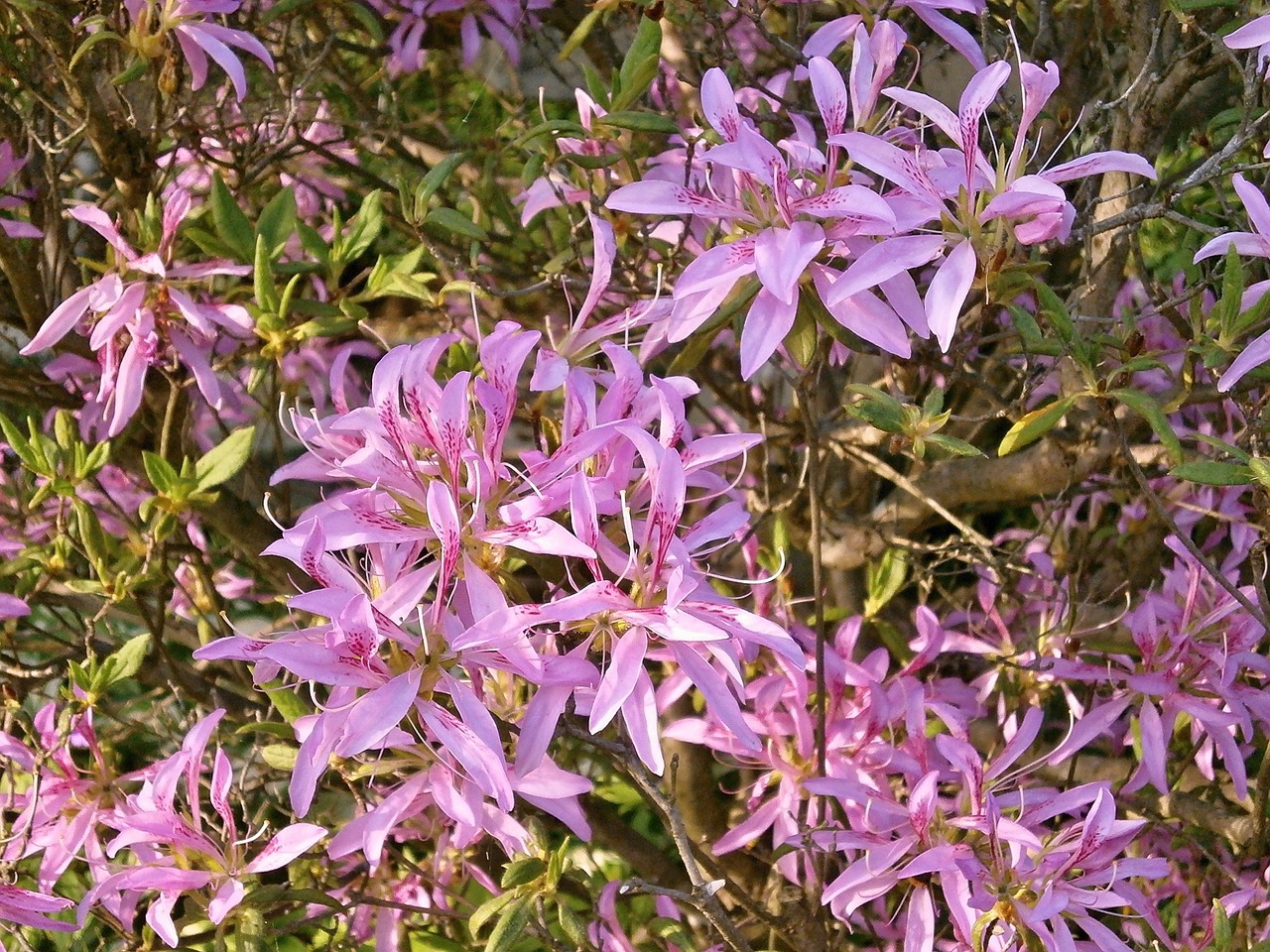 azalea ericaceae pink flower free photo