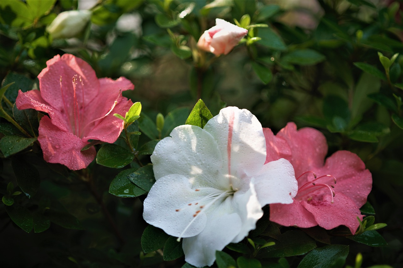 azalea  summer flowers  pink flower free photo