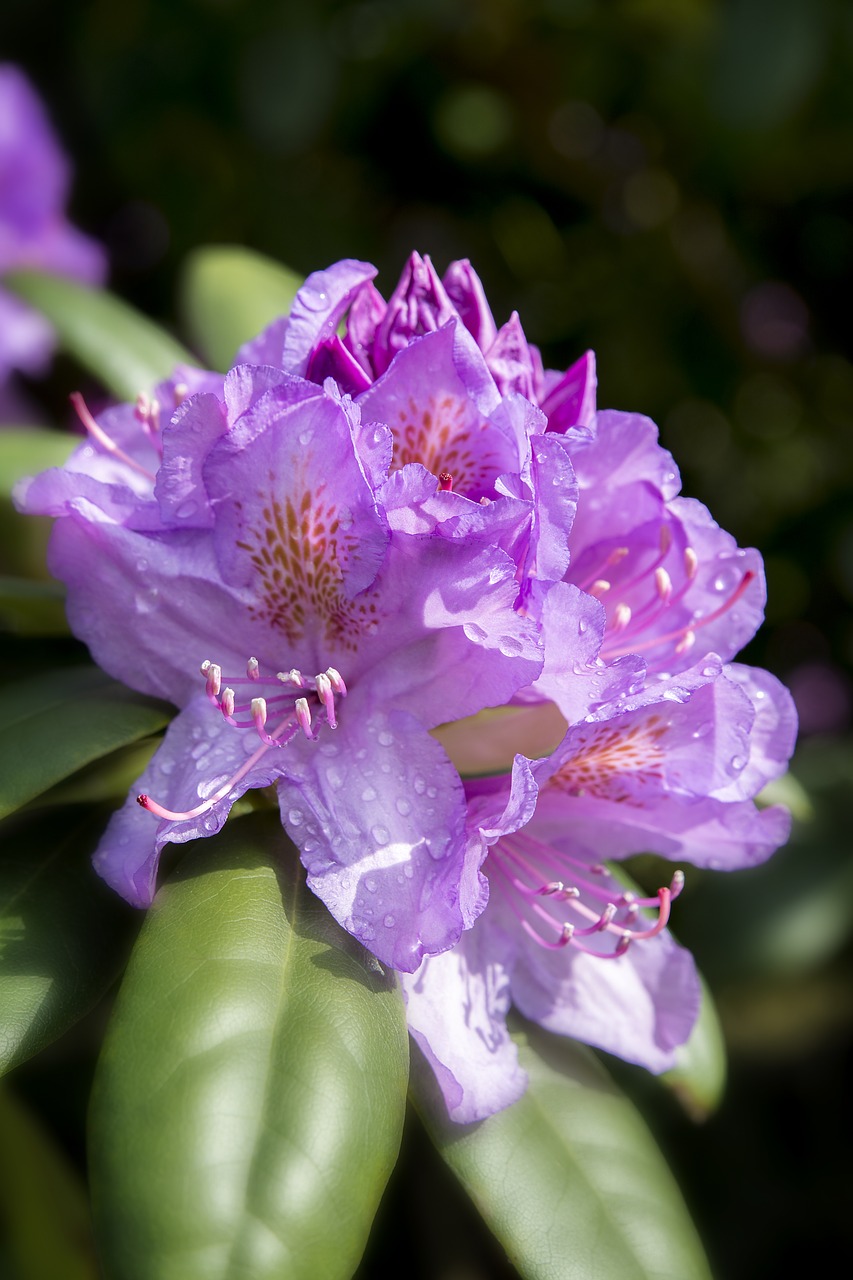 azalea  flower  plant free photo