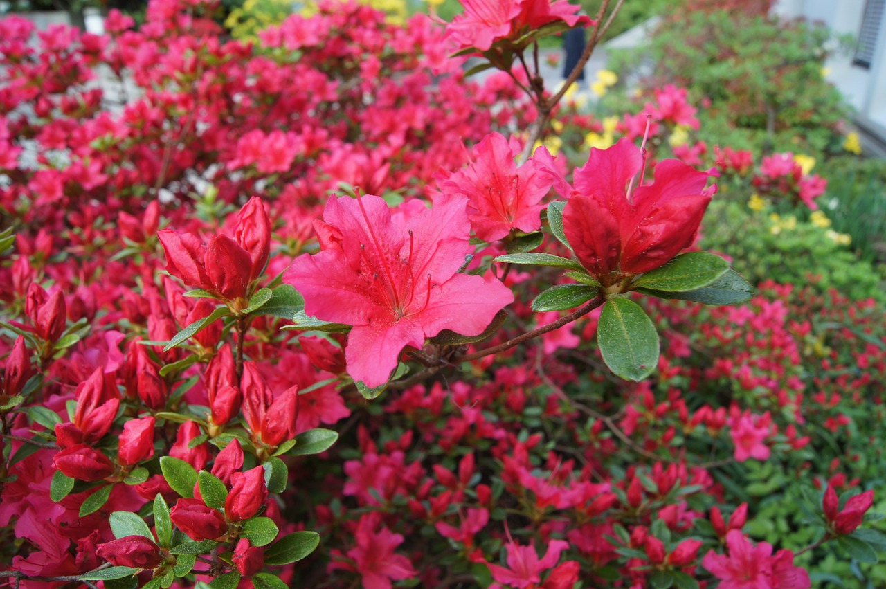 azalea  red  spring free photo