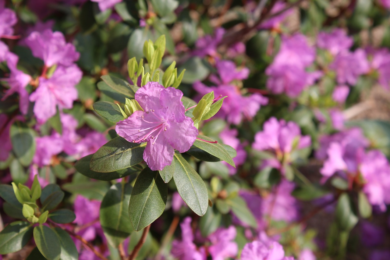 azalea  purple  pink free photo