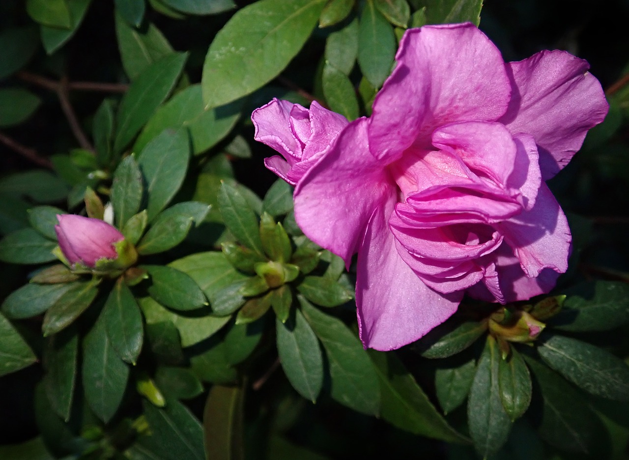 azalea  flower  spring free photo