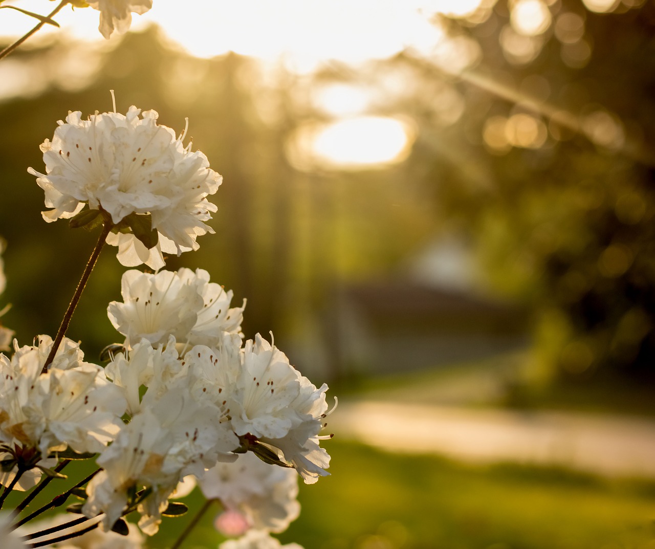 azalea  azalea in sun  sunset free photo