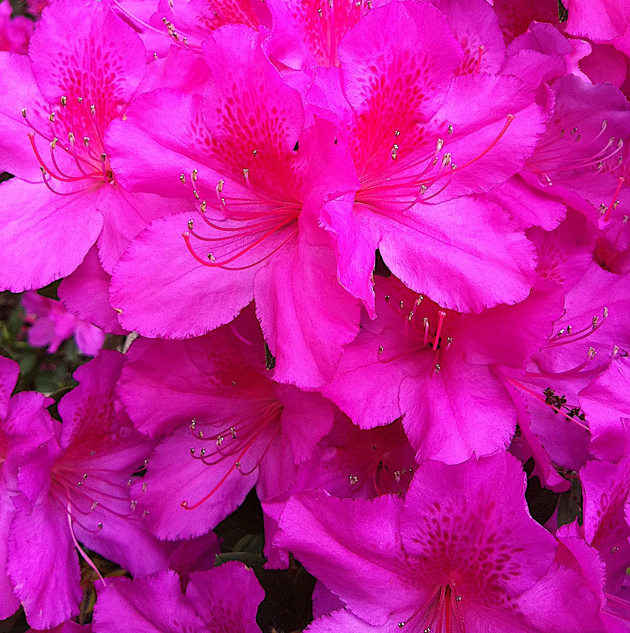 azalea  flowers  rhododendron free photo