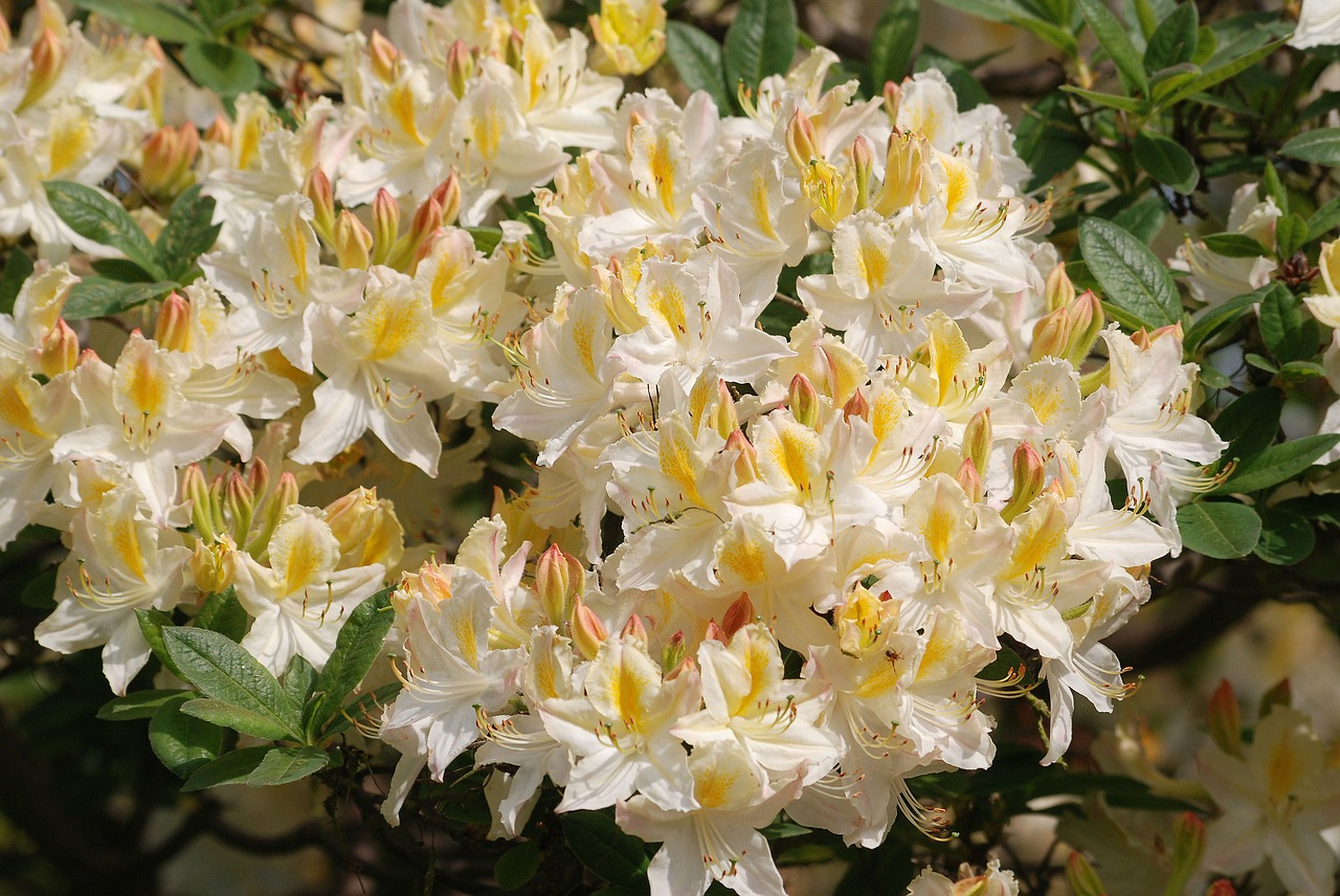 azalea flowering shrubs free photo