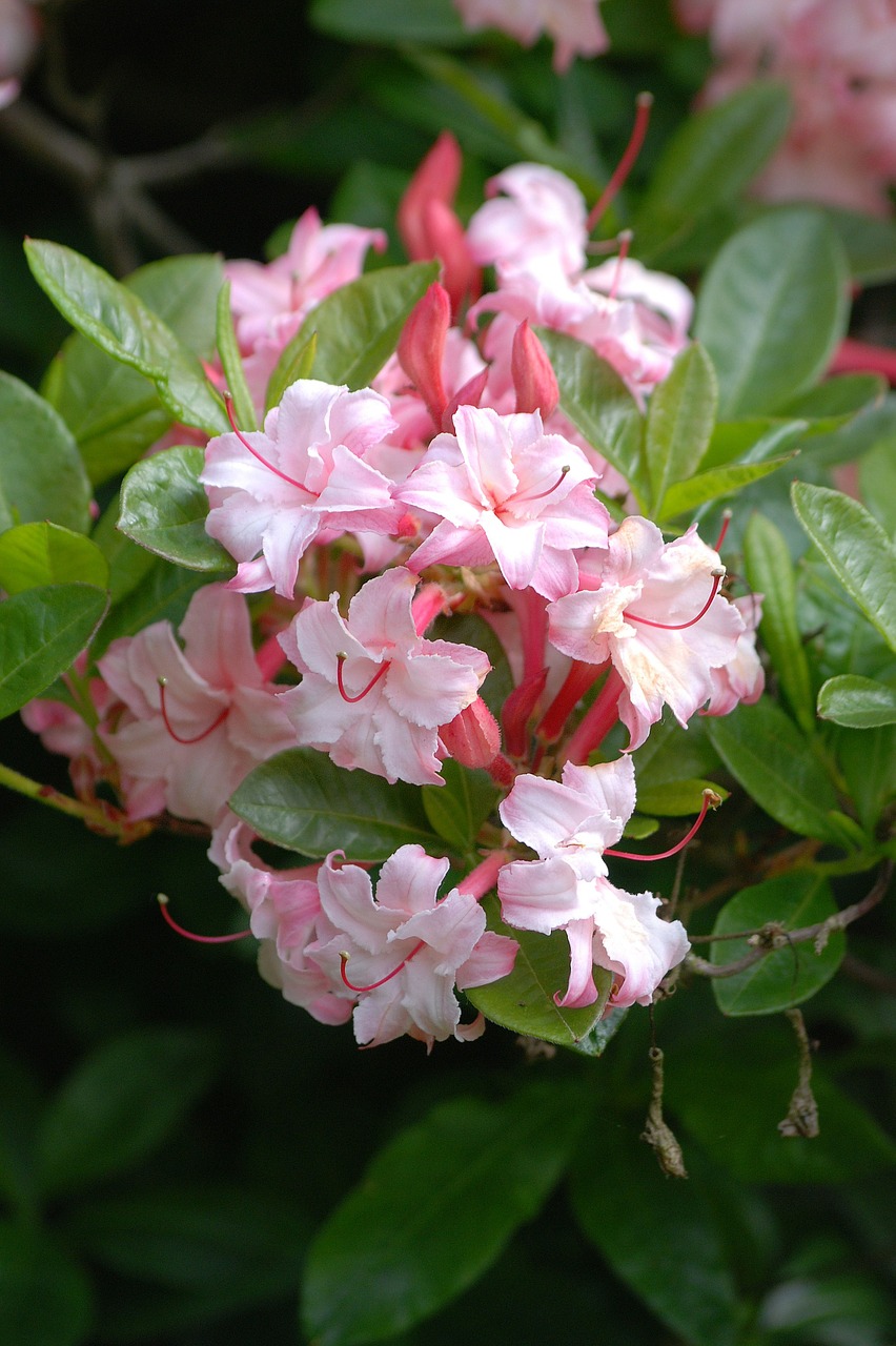 azalea flowering shrubs free photo