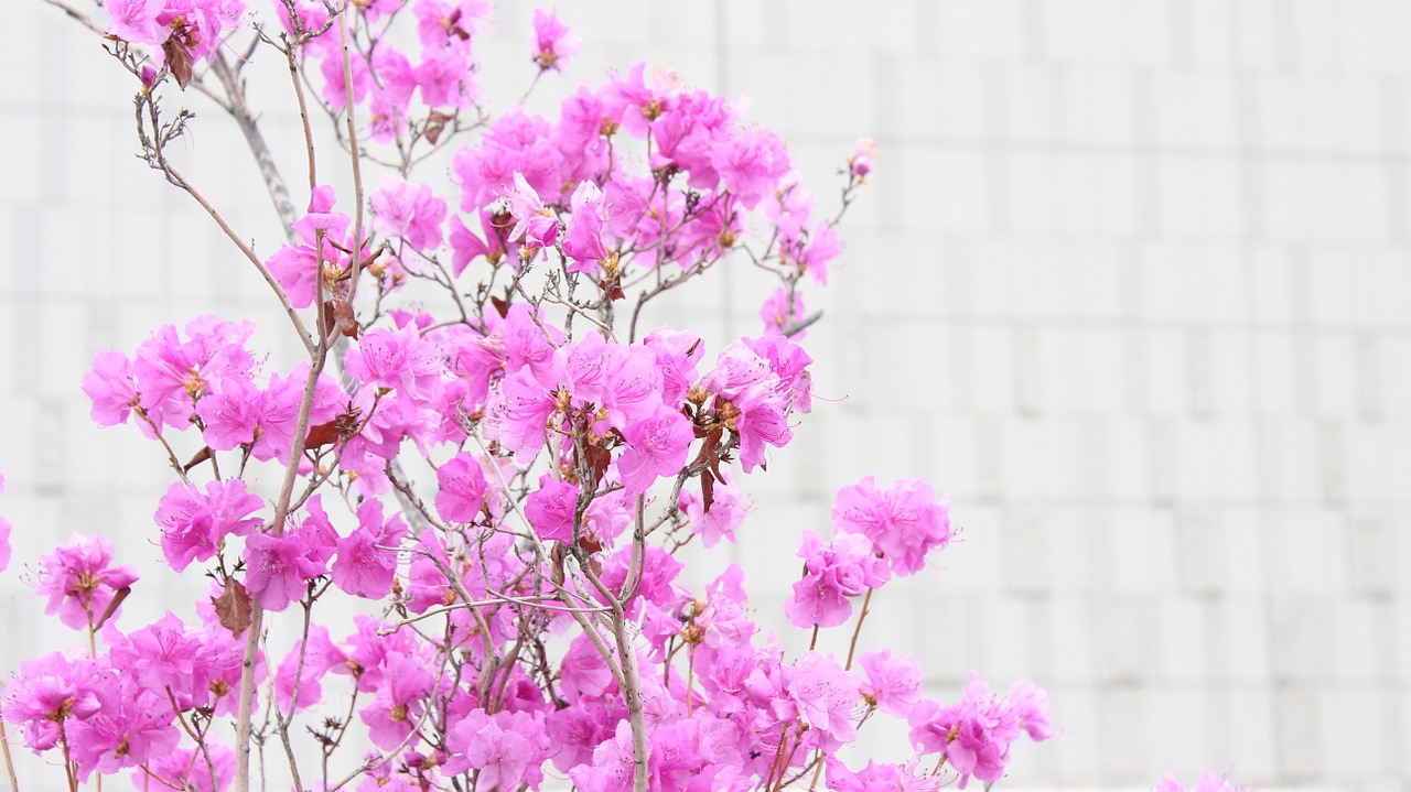 azalea pink nature free photo