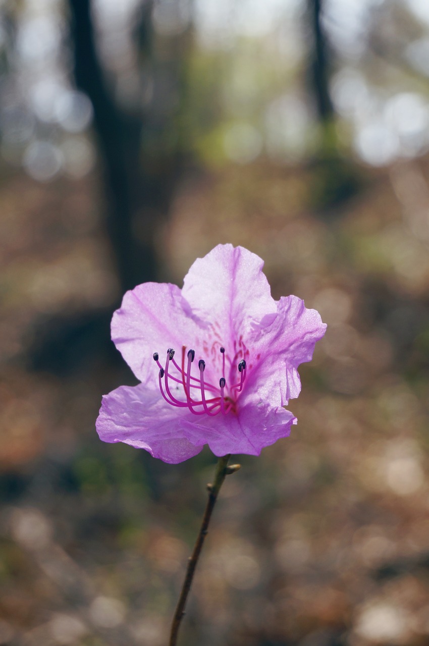 azalea spring flowers flowers free photo