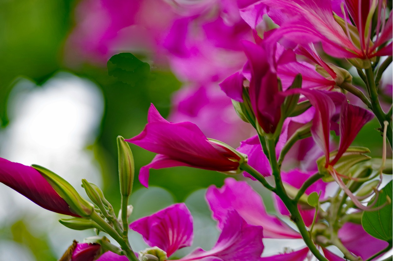 azalea  flower  tree free photo