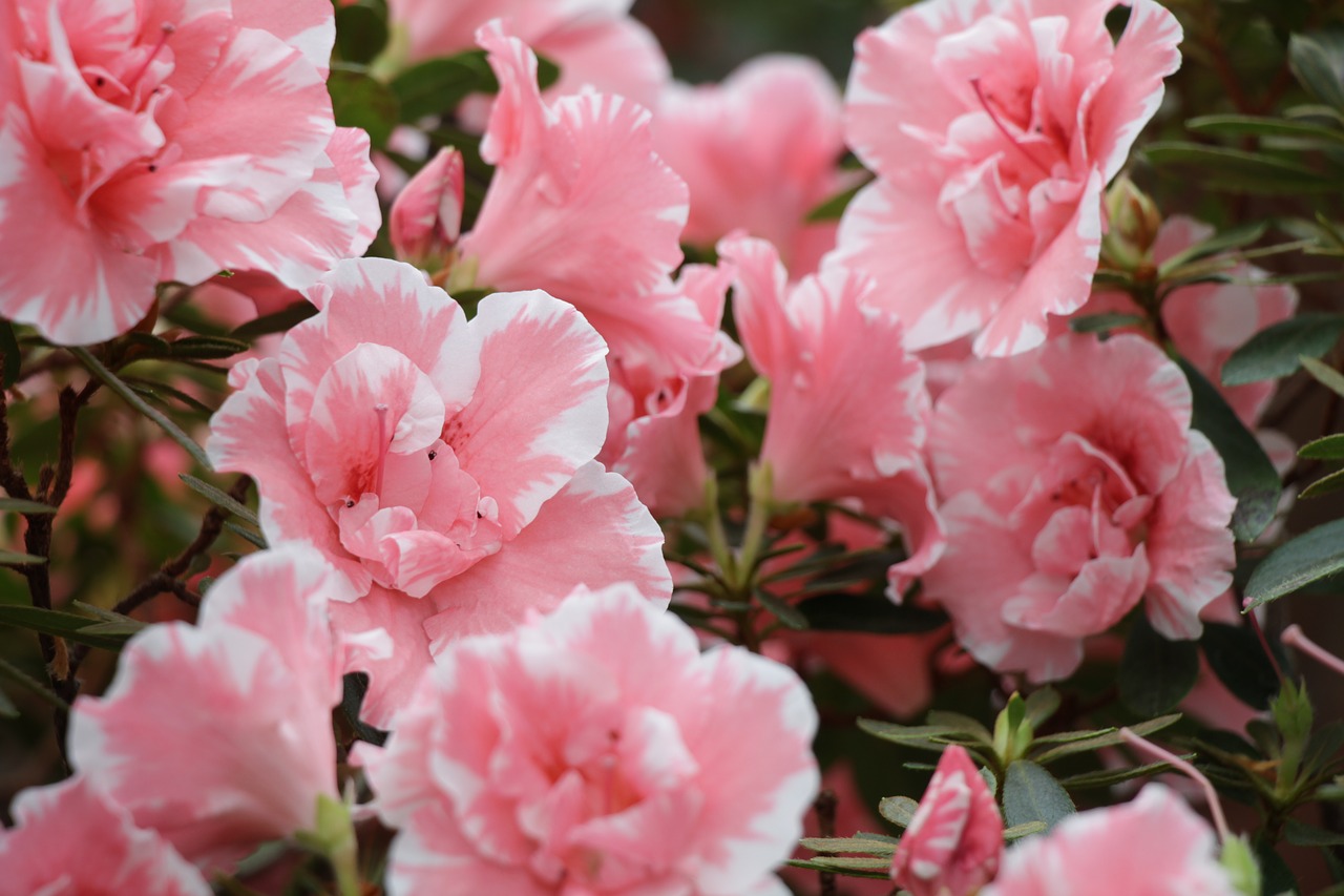 azalea  flowers  flower free photo