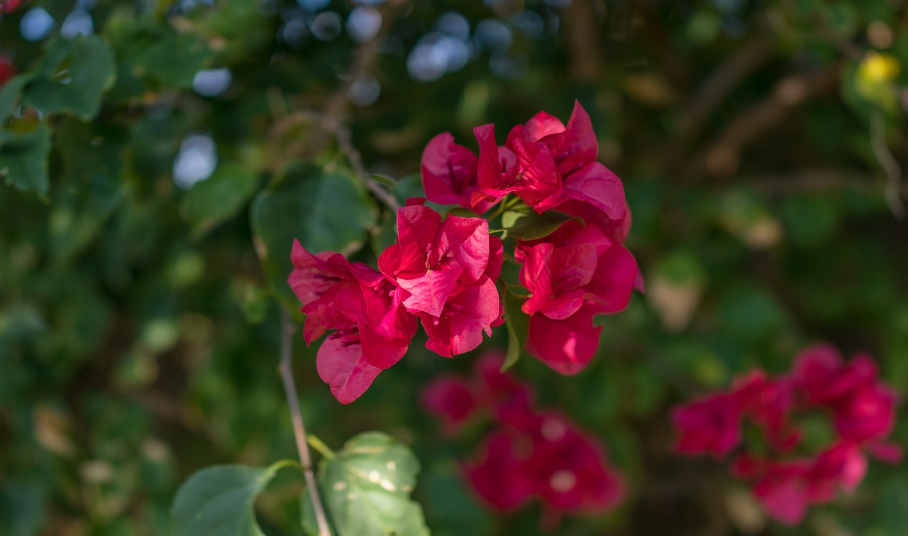 azalea  red  flower free photo