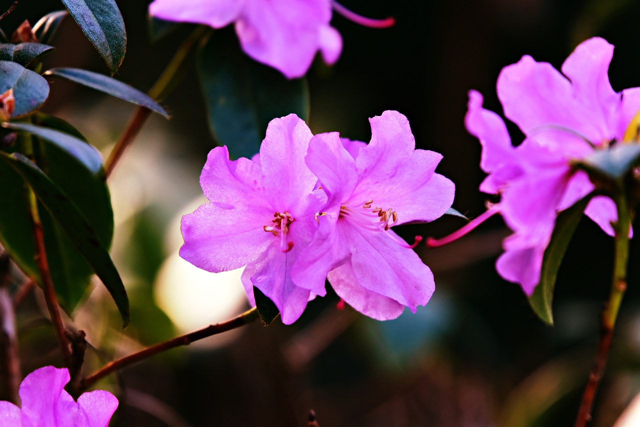 azalea  flower  shrub free photo