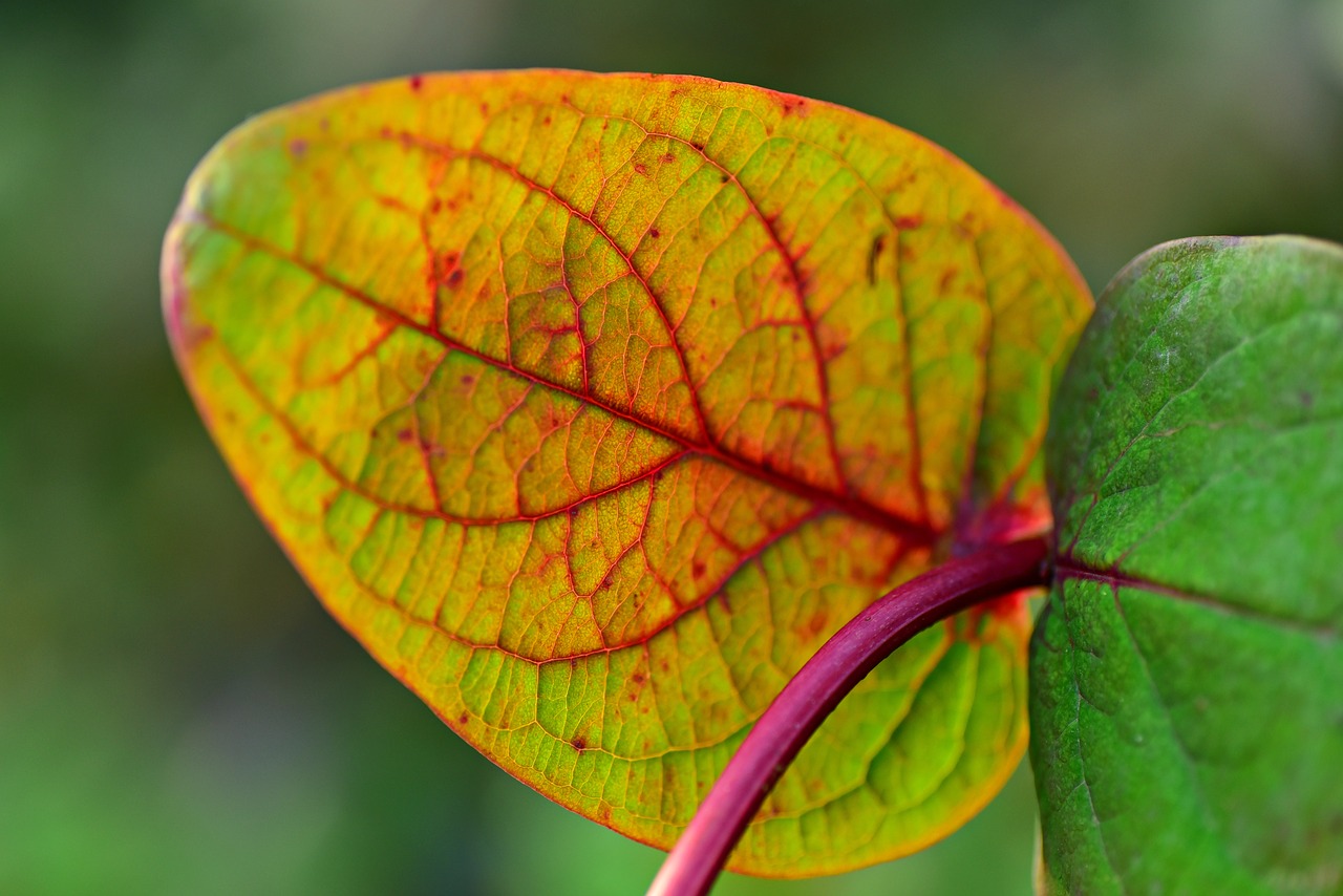 azalea  plant  leaf free photo