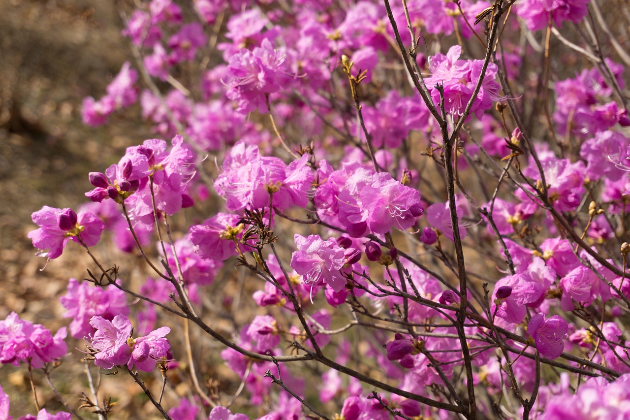 azalea  flowers  bush free photo