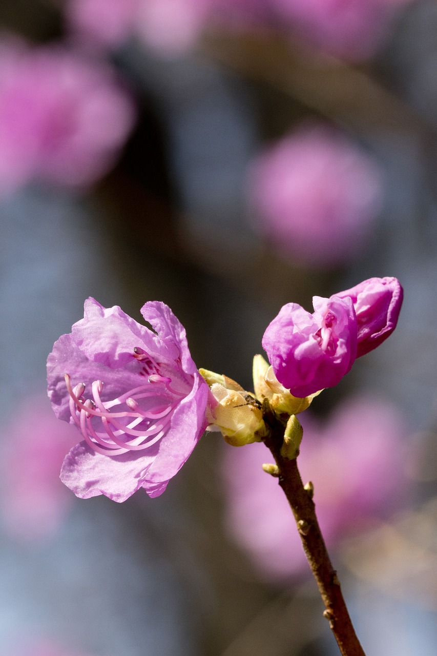 azalea  spring  flowers free photo