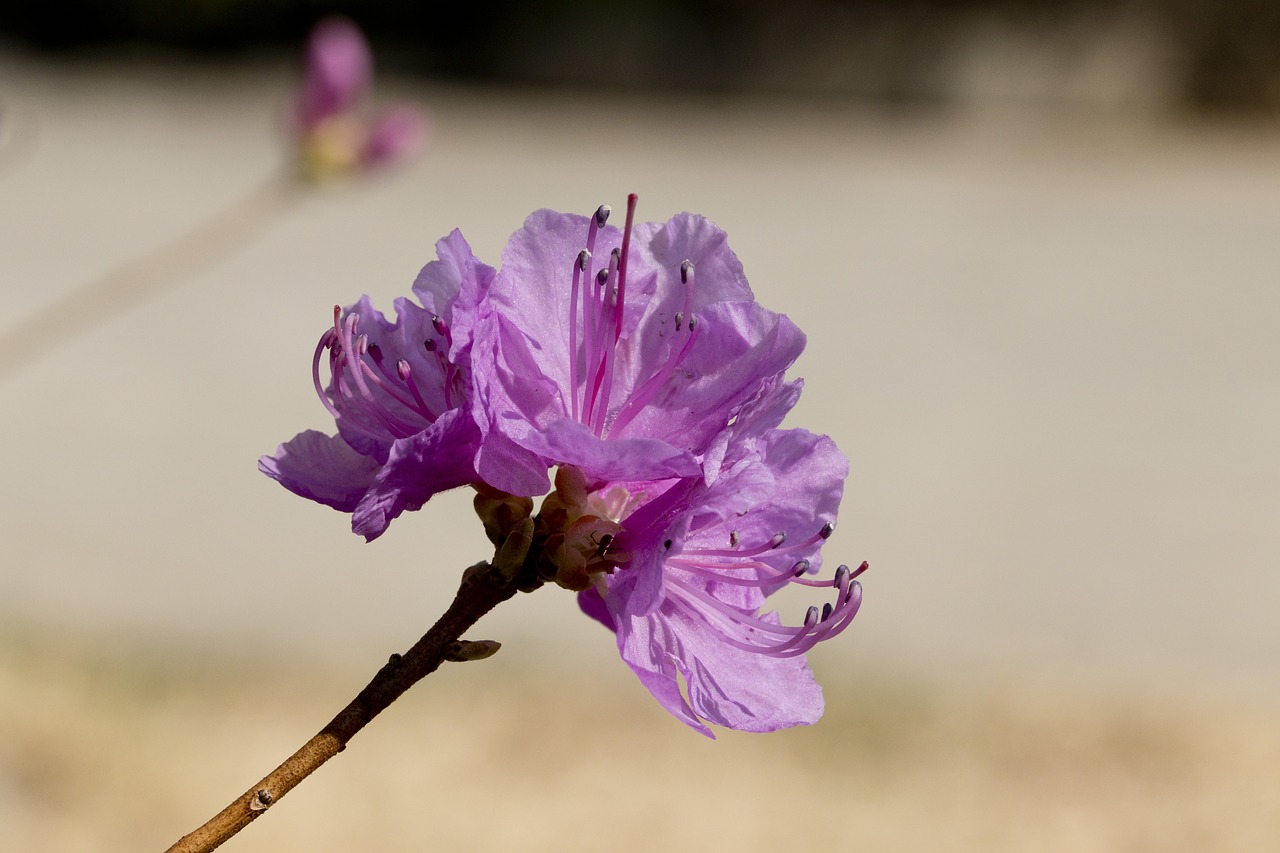 azalea  spring  flowers free photo