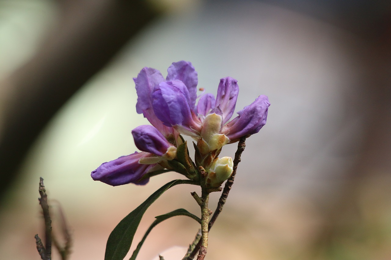 azalea  flower  spring free photo